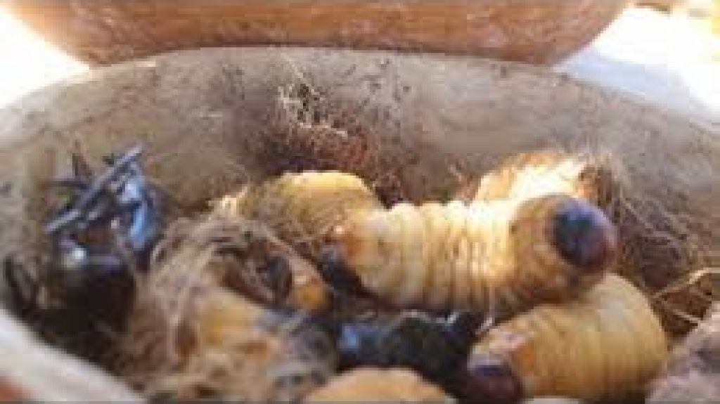  Vea video: Helado de larva de escarabajo, un sabor con el que sorprende el restaurante boliviano Gustu 