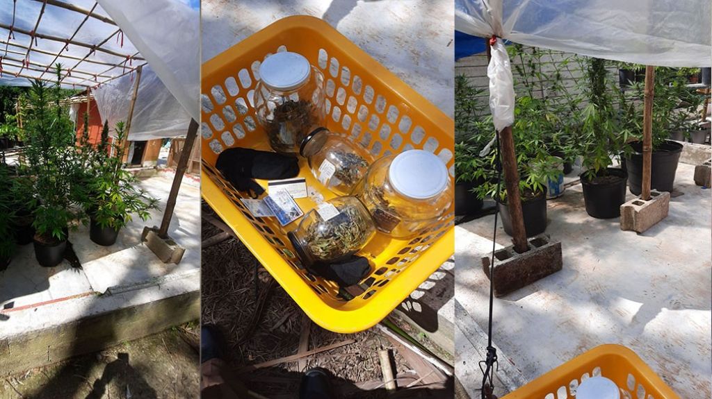  Arrestan a un hombre al ocuparle un invernadero de marihuana en su residencia en Las Piedras 
