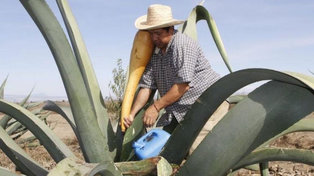  Vea video: Pulque, la bebida ancestral mexicana rodeada de mitos y leyendas 