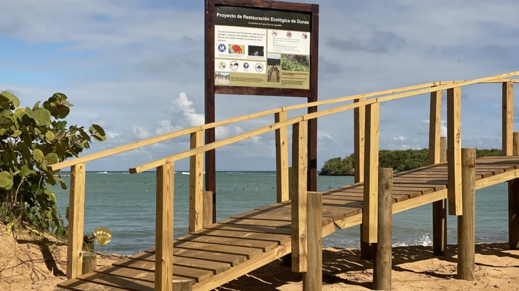  Rabiosa alcaldesa de Lo&iacute;za por supuesto robo de 150 plantas sembradas en Playa Vac&iacute;a Talega 