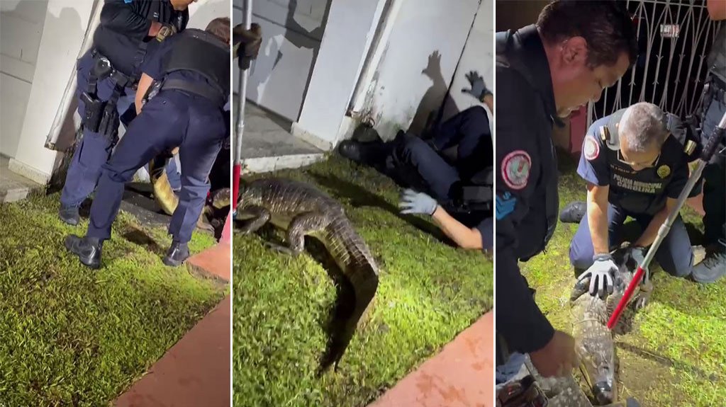  Video: Momento en que polic&iacute;as &ldquo;Batallan&rdquo; con caim&aacute;n en Carolina 