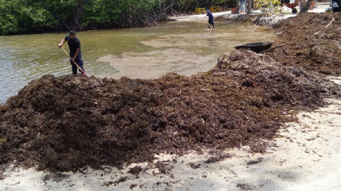 Vea como sera el manejo de acumulaciÃ³n extrema de sargazo en las costas