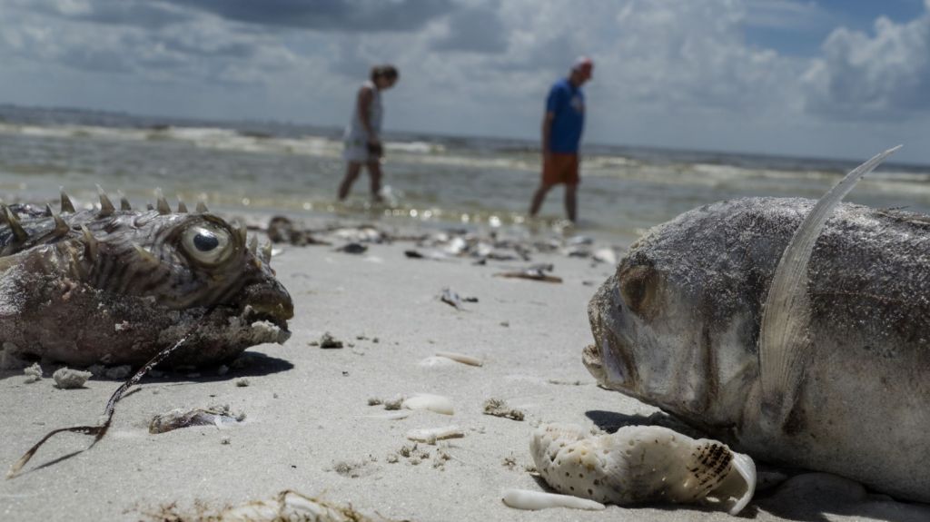  Playas del sureste de Florida se mantienen cerradas por peligro de marea roja 