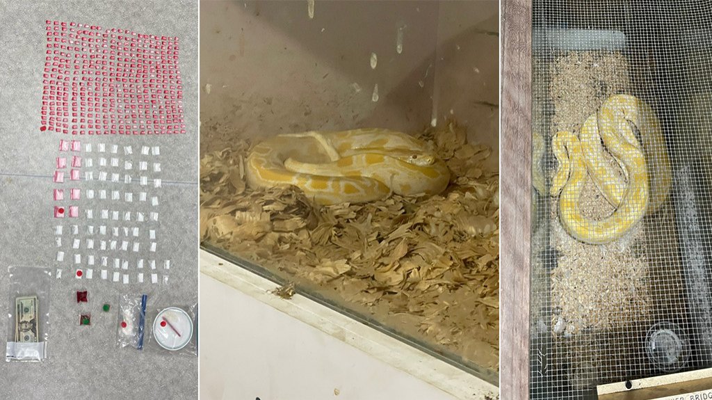  Arrestan hombre con sustancias controladas y dos reptiles en Hatillo 