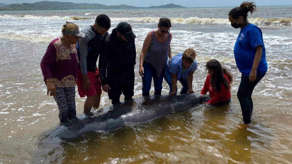  Fallece manat&iacute; varado en balneario de Humacao 