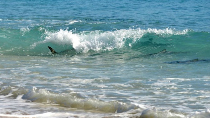 Video:Avistan decenas de tiburones cerca de la orilla en Miami Beach