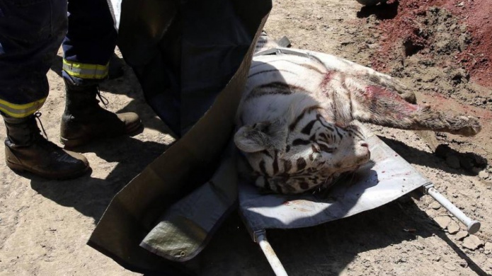 Buscan un tigre suelto en Tiflis despuÃ©s de que otro matara a una persona