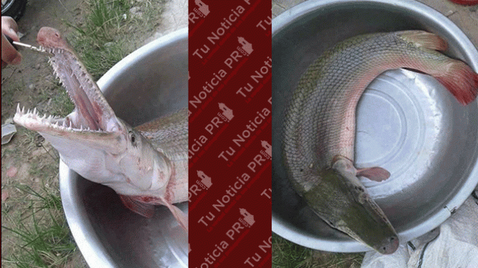 "Falsa" la captura pez con cabeza de reptil