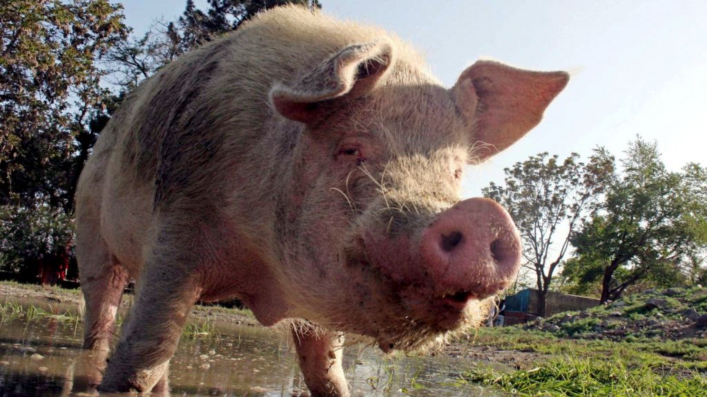  EE.UU. autoriza importaci&oacute;n de cerdo de todo el territorio mexicano 