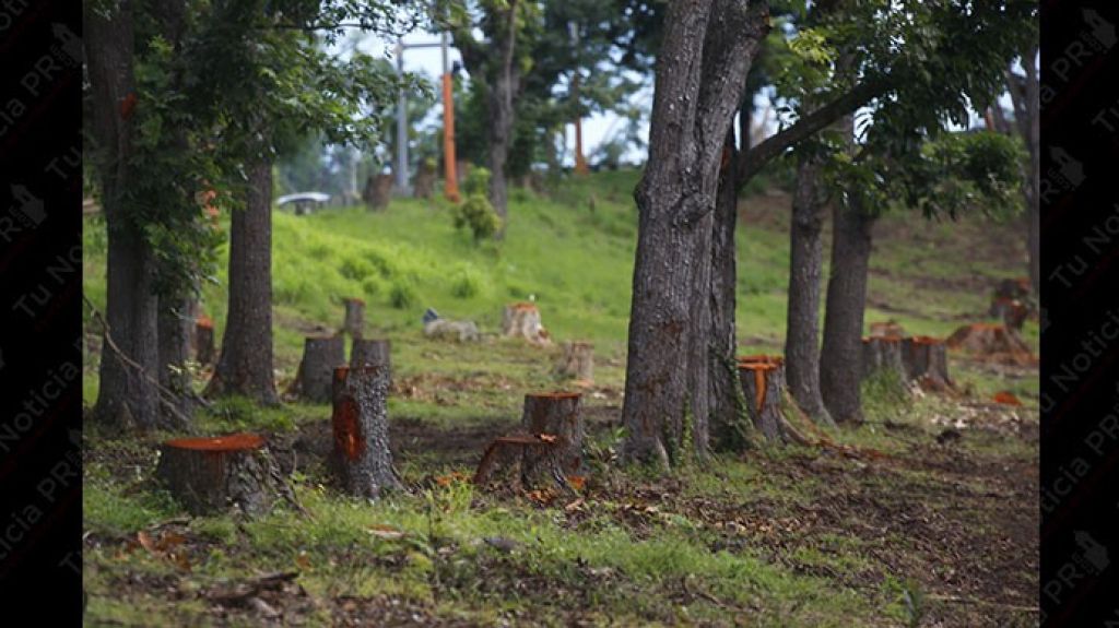  Grupo ambientalista promover&aacute; la siembra de 750.000 &aacute;rboles en la isla 