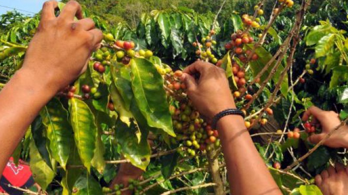 Senado verÃ¡ hoy nueva medida para proteger el cafÃ© boricua