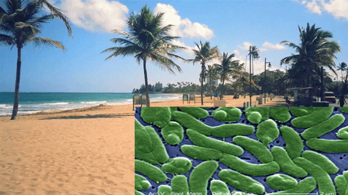 No hay bacteria "Come Carne" en playas de Puerto Rico