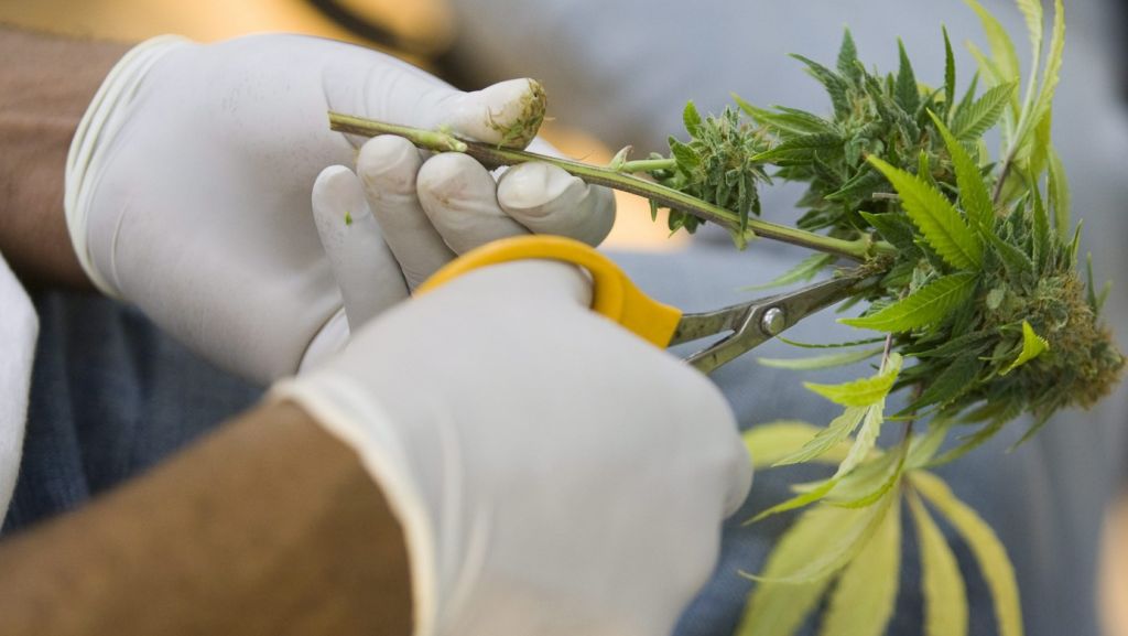  Tabacalera Altria invierte 1.800 millones de d&oacute;lares en empresa de cannabis 