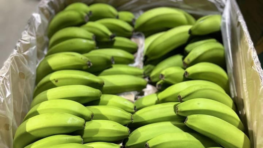  MIDA critica a Agricultura por lentitud en recibo de guineos 