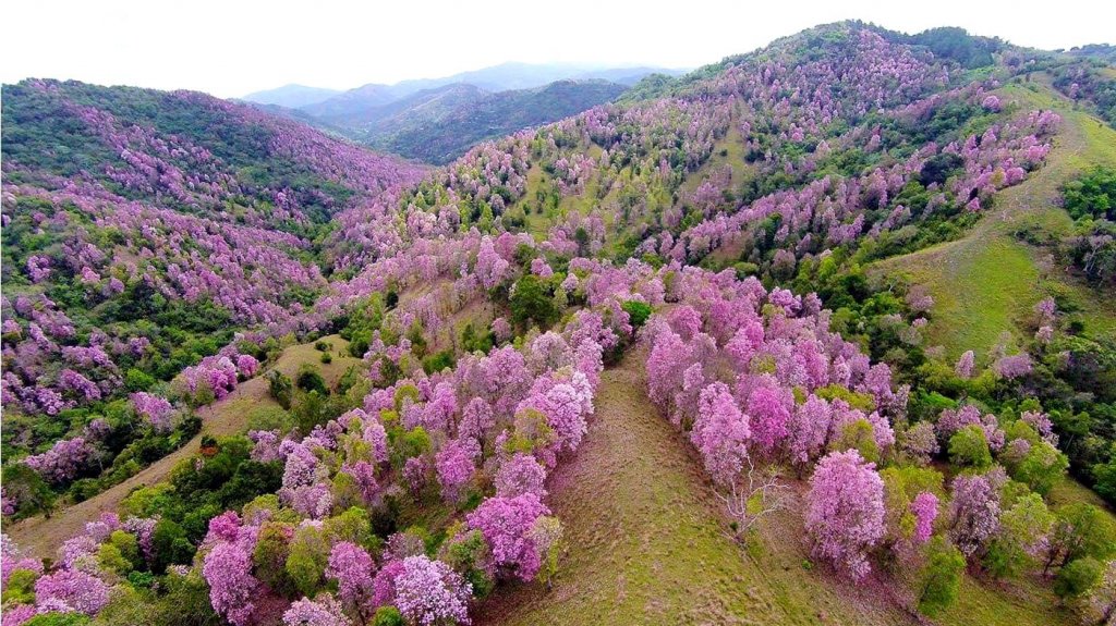  Cayey regala 300 robles nativos en el D&iacute;a del Planeta Tierra 