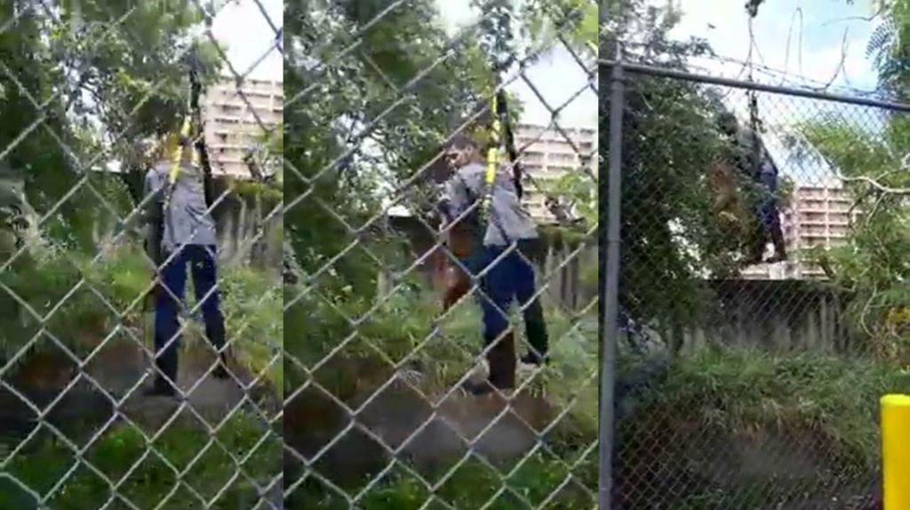  Video: Recuerdan hace dos años atrás cuando un empleado de la UTIER rescató un perrito pillado 