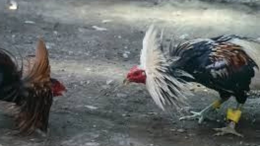  Alcalde de Mayag&uuml;ez a disposici&oacute;n del gobierno para defensa industria gall&iacute;stica 