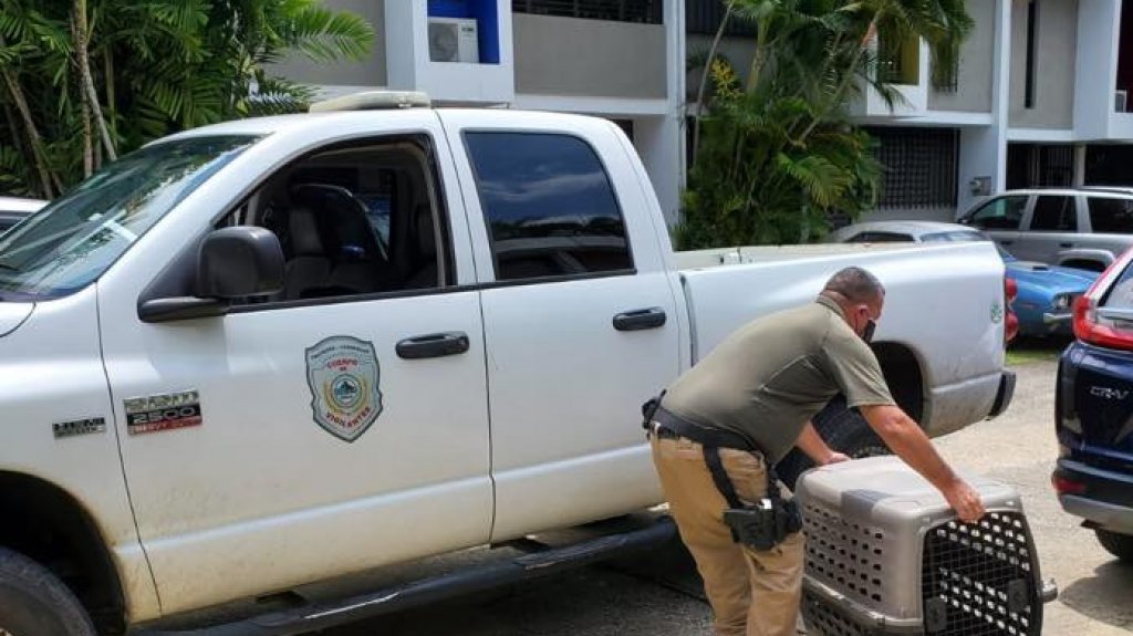  Fotos: Siguen las culebras atacando mascotas en Puerto Rico, esta vez en Toa Alta 