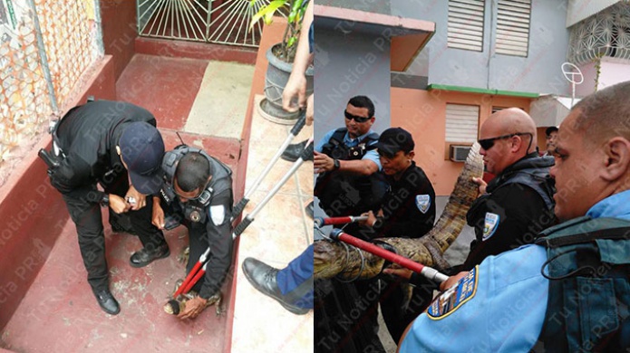 Video: PolicÃ­as Municipales y Estatales atrapan CaimÃ¡n en residencial de San Juan 