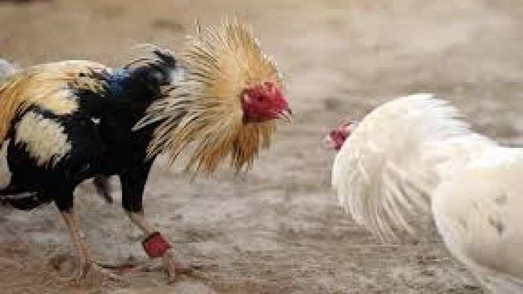  Alcaldes Asociados invitan a marchar a favor peleas de gallos 