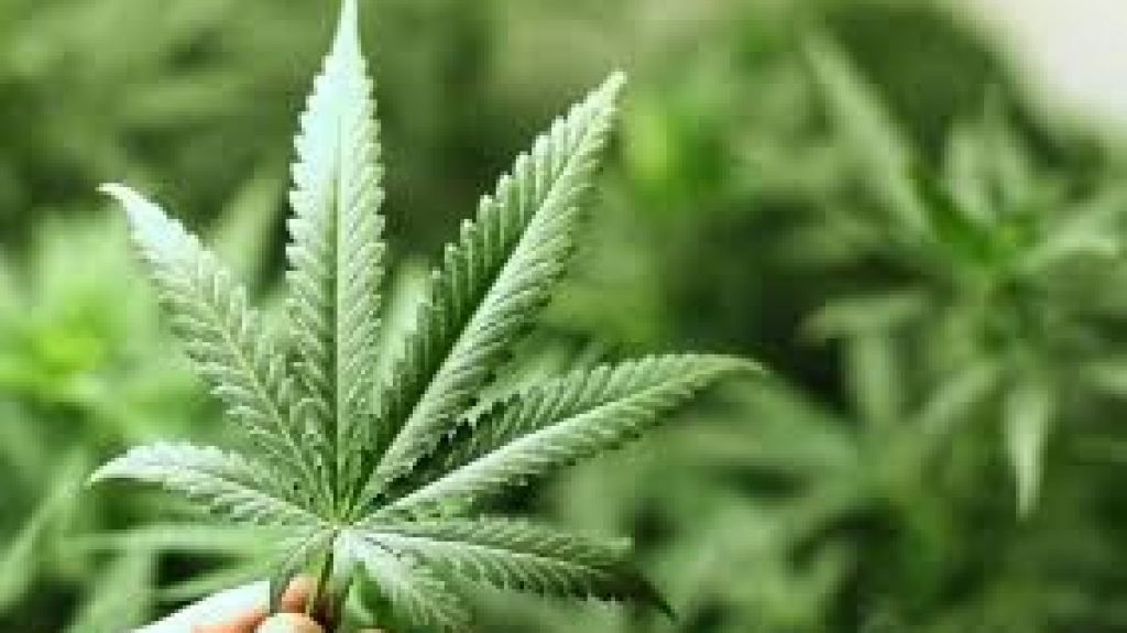  Jefa de fiscales dice llevan 10 meses investigando Junta de Cannabis 