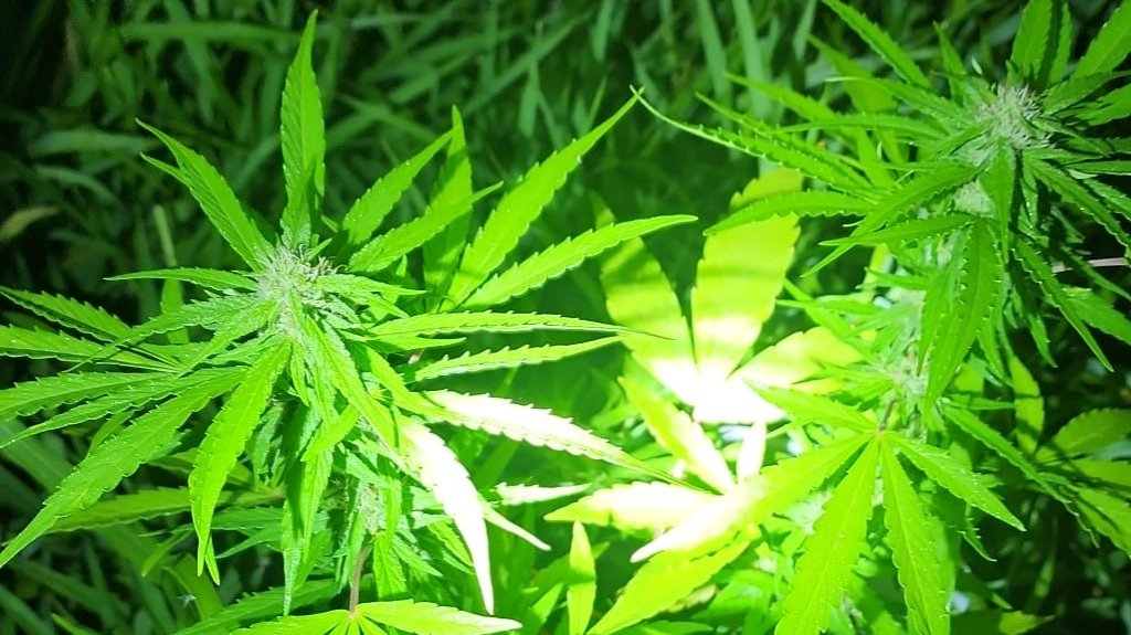  UM de Bayam&oacute;n ocupa 4 plantas de marihuana mediante hallazgo en Toa Baja 