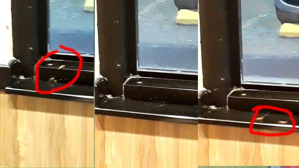  Captan en video “Festival de cucarachas” en “Fast Food” de Trujillo Alto 