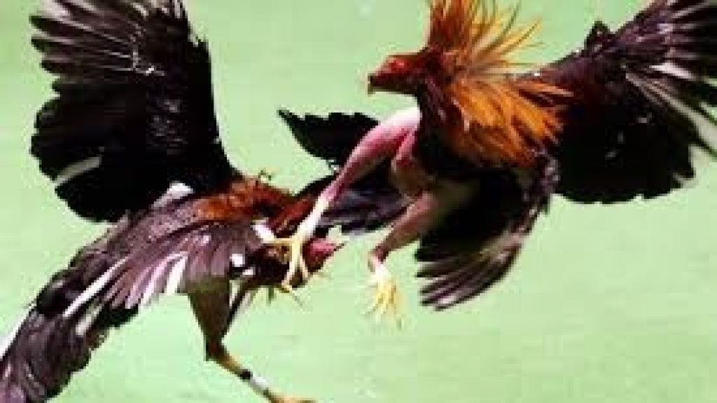  Aprueban ordenanza en Mayag&uuml;ez sobre peleas de gallos 