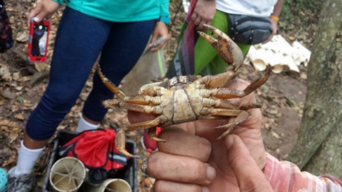 Investigan acerca de la poblaciÃ³n del juey en la Reserva Natural Punta Tuna