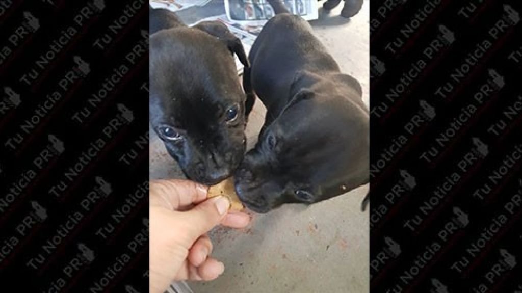 D&iacute;a de Acci&oacute;n de Gracias con animalitos refugiados en Cabo Rojo 