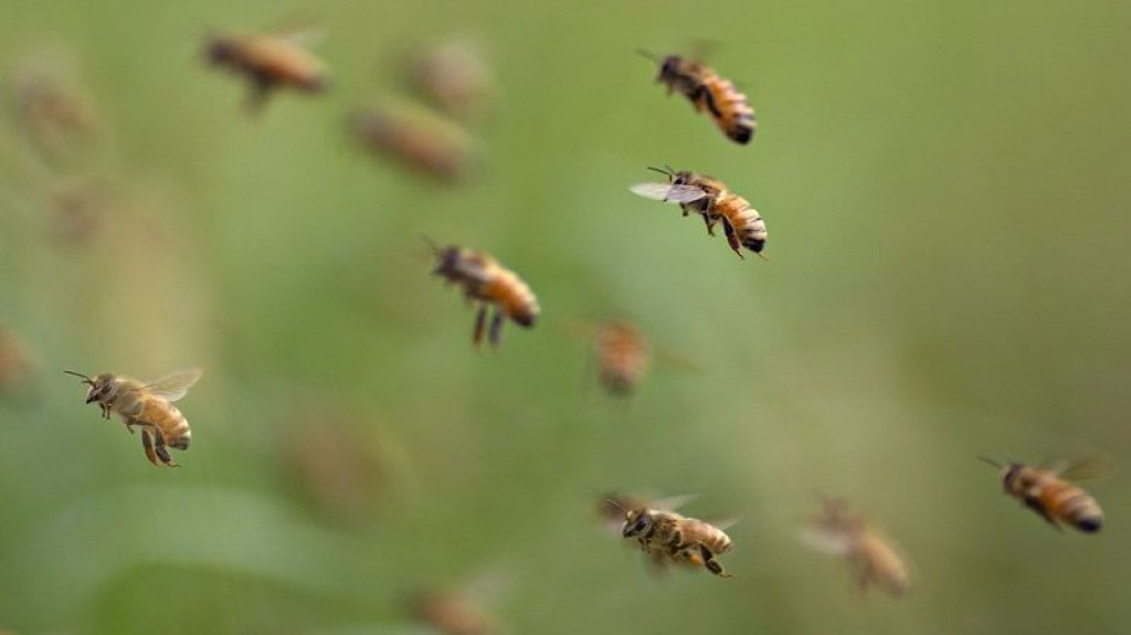  Hombre muere por picaduras de abejas en Las Piedras 