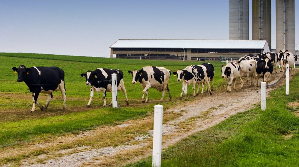  Se roban dos vacas en Camuy 