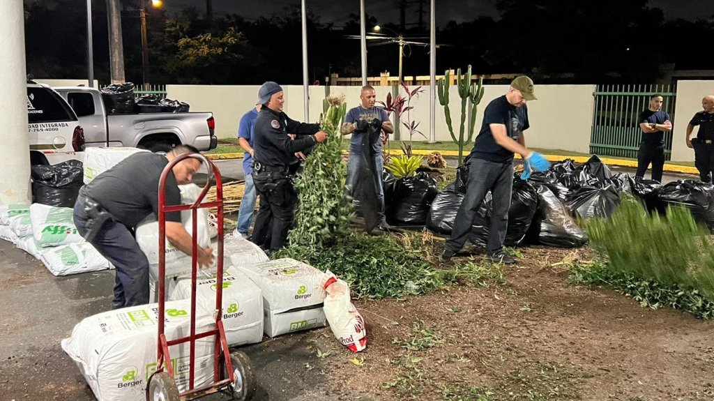  Agentes municipales de Carolina descubren el m&aacute;s grande invernadero de marihuana detectado en la isla 