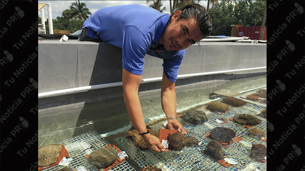  Vea video: Reproducci&oacute;n de corales de Florida, el nuevo reto para salvar estos animales 