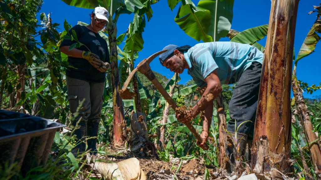  Organizaciones denuncian falta de acceso a los fondos de recuperaci&oacute;n agr&iacute;cola 
