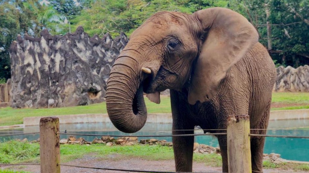  FEMA aprueba $6.2 millones para la reparaci&oacute;n de los da&ntilde;os causados por el hurac&aacute;n Mar&iacute;a en el Zool&oacute;gico de Mayag&uuml;ez 