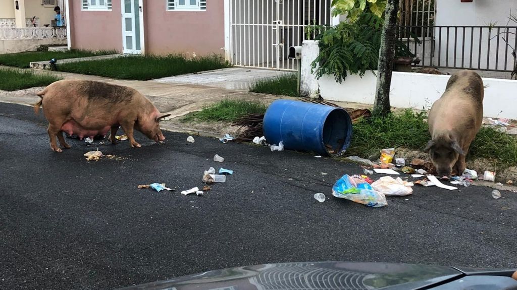  Video: Cerdos realengos hacen de las suyas en urbanización de Carolina 