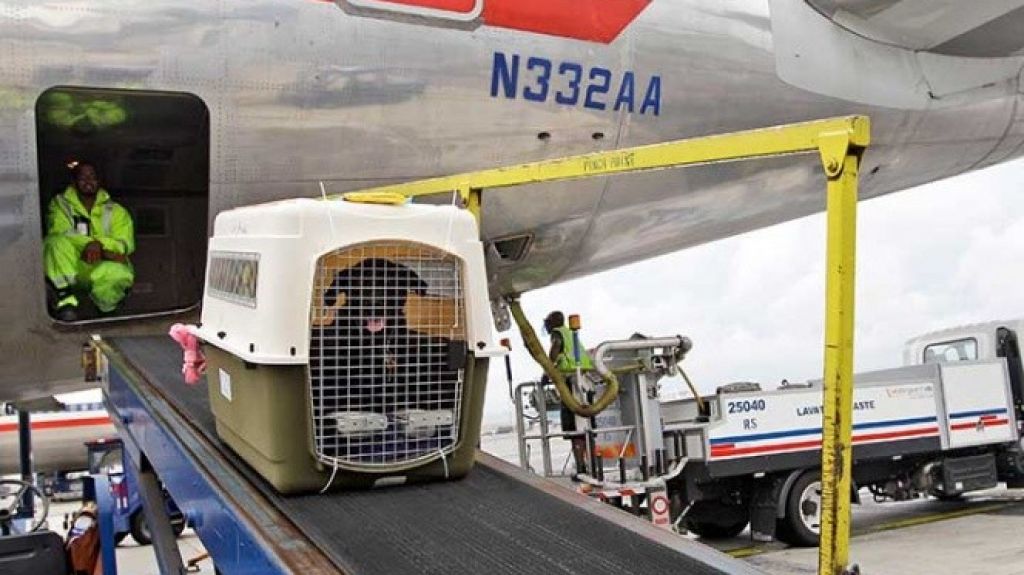  Suspende United Airlines transporte de mascotas tras incidentes 