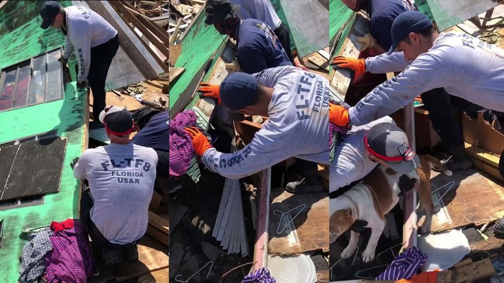  Video: Momento en que encuentran y rescatan un perro bajo los escombros en las Bahamas 