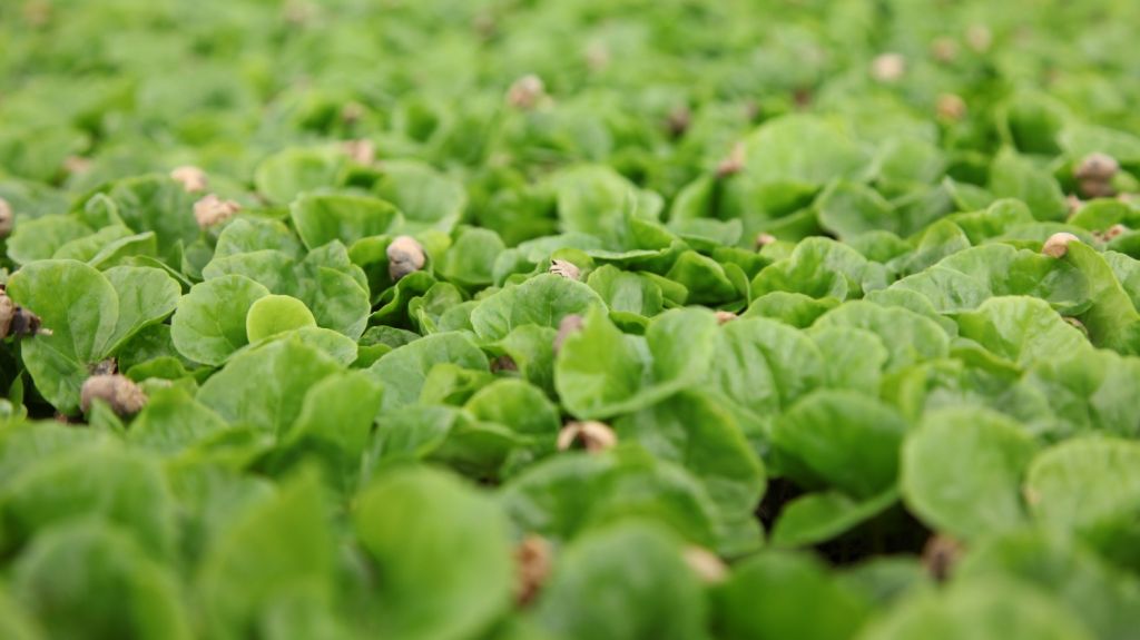  Buscan declarar el 27 de febrero como el &lsquo;D&iacute;a del Caf&eacute; en Puerto Rico&rsquo; 