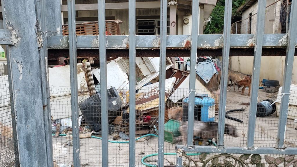  Video: Logran remover 51 perros de una residencia abandonada en Bayam&oacute;n 