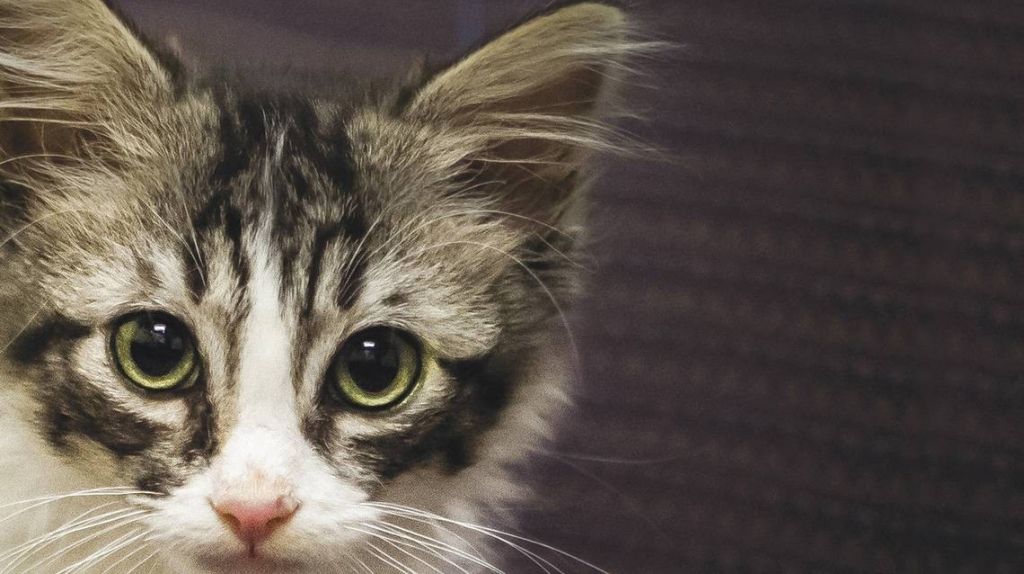  Pate&oacute; a un gato para video de Instagram y ahora enfrentar&aacute; a la justicia 