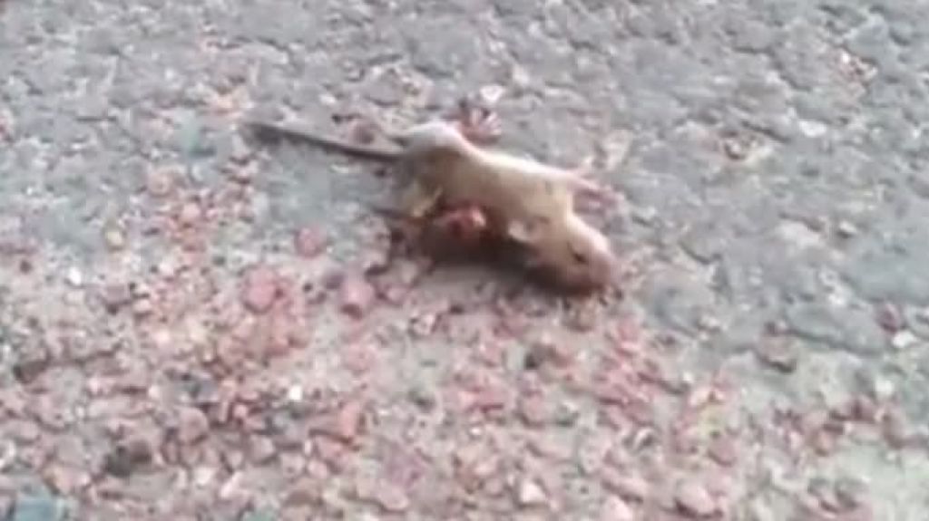  Video: Vea como uno de los avispones gigantes que llegaron a EEUU, mata un rat&oacute;n 