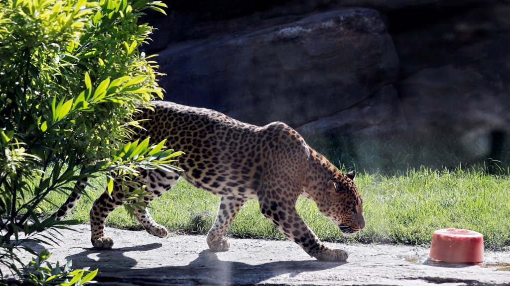  Hombre que pago por &ldquo;experiencia&ldquo; con leopardo es atacado y sufre lesiones 