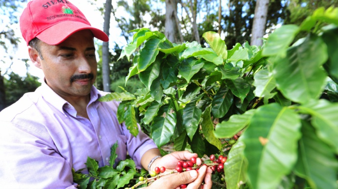 PolÃ©mica del cafÃ© se mueve al Senado maÃ±ana jueves