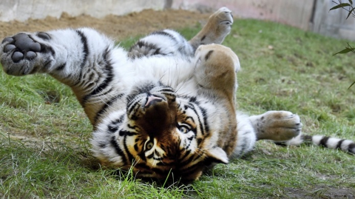 Muere tras una operaciÃ³n el tigre que matÃ³ a una cuidadora en zoo de Florida
