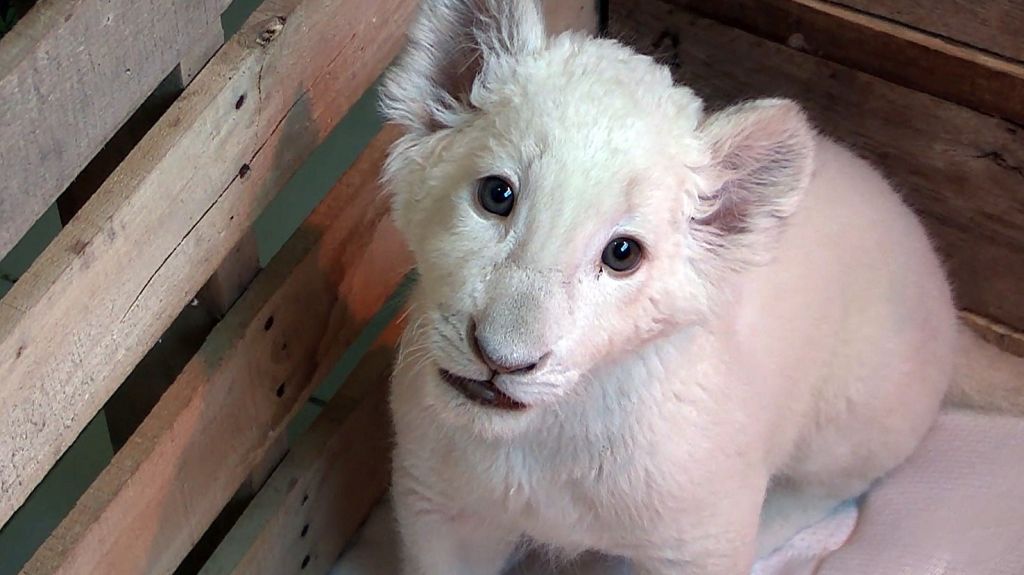  Video: Primer le&oacute;n blanco nacido en cautiverio en M&eacute;xico, un "cachorro milagro" 