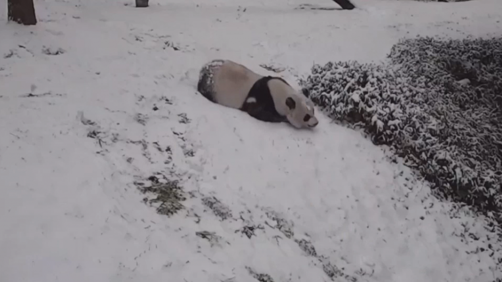  Video: Dos osos pandas gigantes juegan en la nieve como si fueran niños 