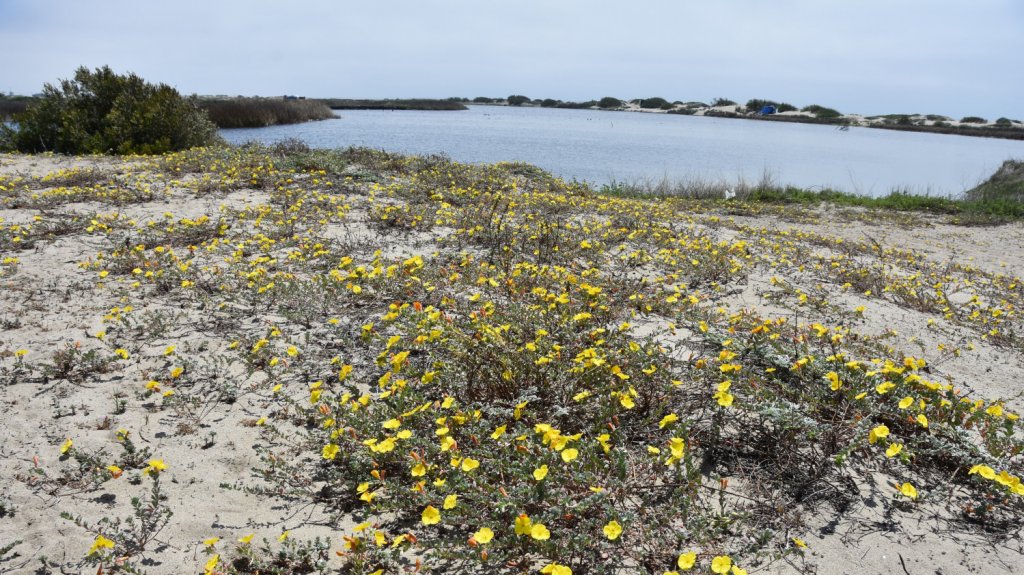  Las emisiones de efecto invernadero caen en EEUU un 10,3 % por la pandemia 