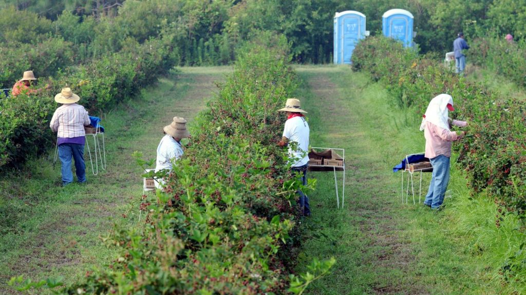  Corte dictamina que trabajadores agr&iacute;colas de Nueva York pueden sindicarse 